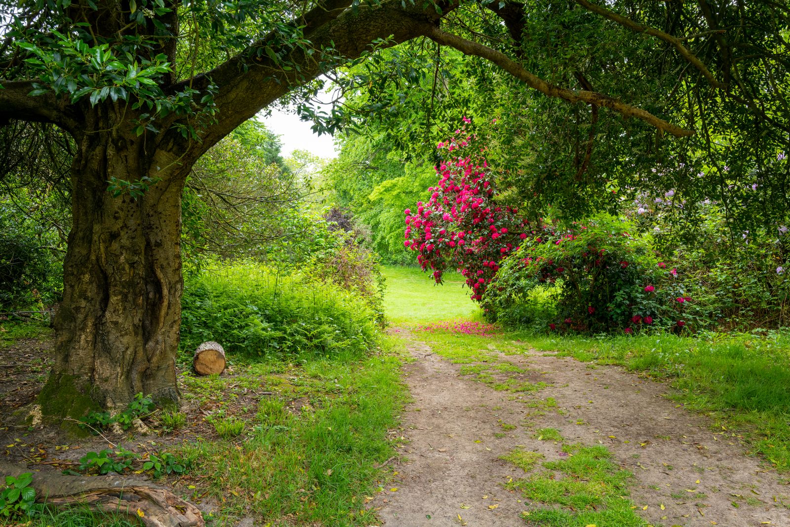 A lush English garden path in bloom
