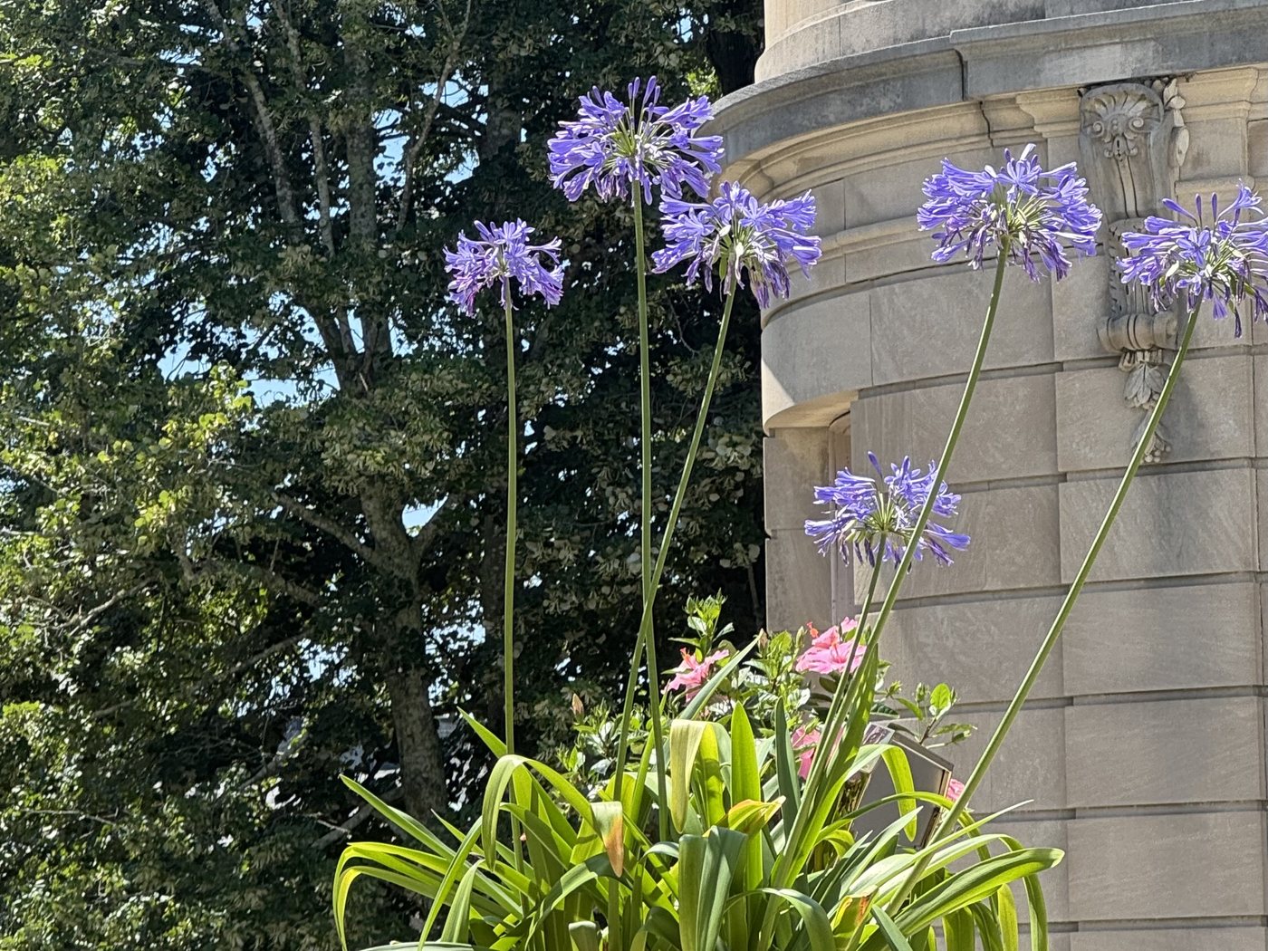 Purple agapanthus blooming in a terracotta planter
